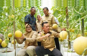 Gubernur Al Haris Dan Bupati Dillah Hich, Saat Panen Buah Melon